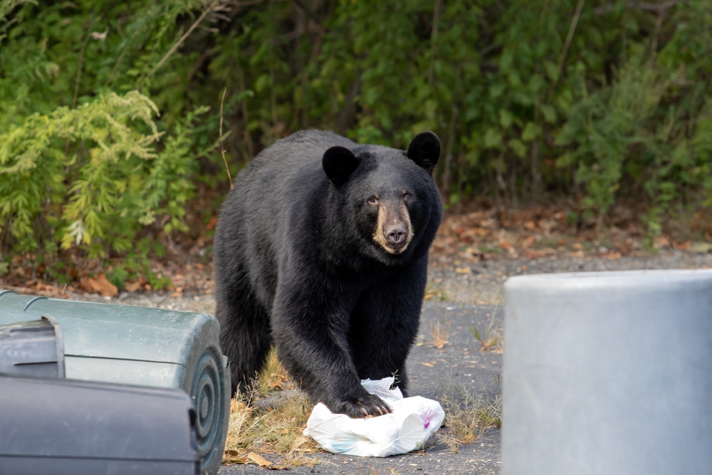 Bears and trash cans